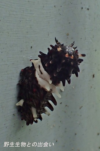 ジャコウアゲハ幼虫から蛹へ.jpg