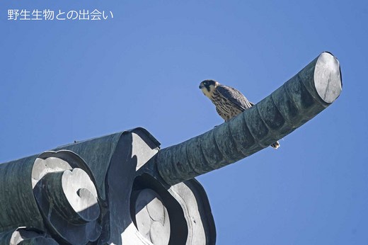 チゴハヤブサとりぶすま(鳥衾)DSC_1246.jpg