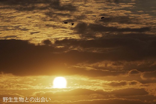 ナベヅル夕陽DSC_3959.jpg