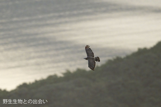 ハチクマ福江島DSC_0236.jpg