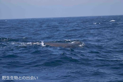 マッコウクジラ和歌山沖200403975.jpg