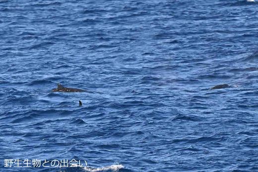 小型鯨類　小笠原諸島近海DSC_2266.jpg