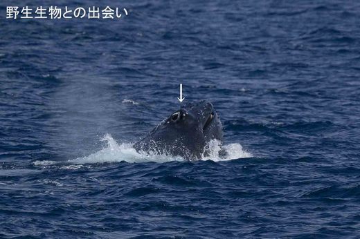 小笠原ザトウクジラ　噴気孔　DSC_0158.jpg